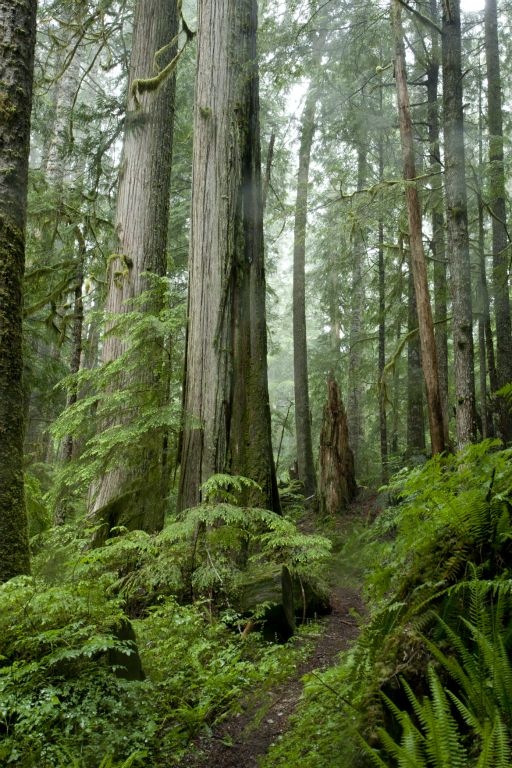 Don't cut down these trees